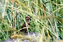 Northern Flicker